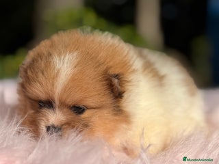 Pomerania perros - Anuncio 1