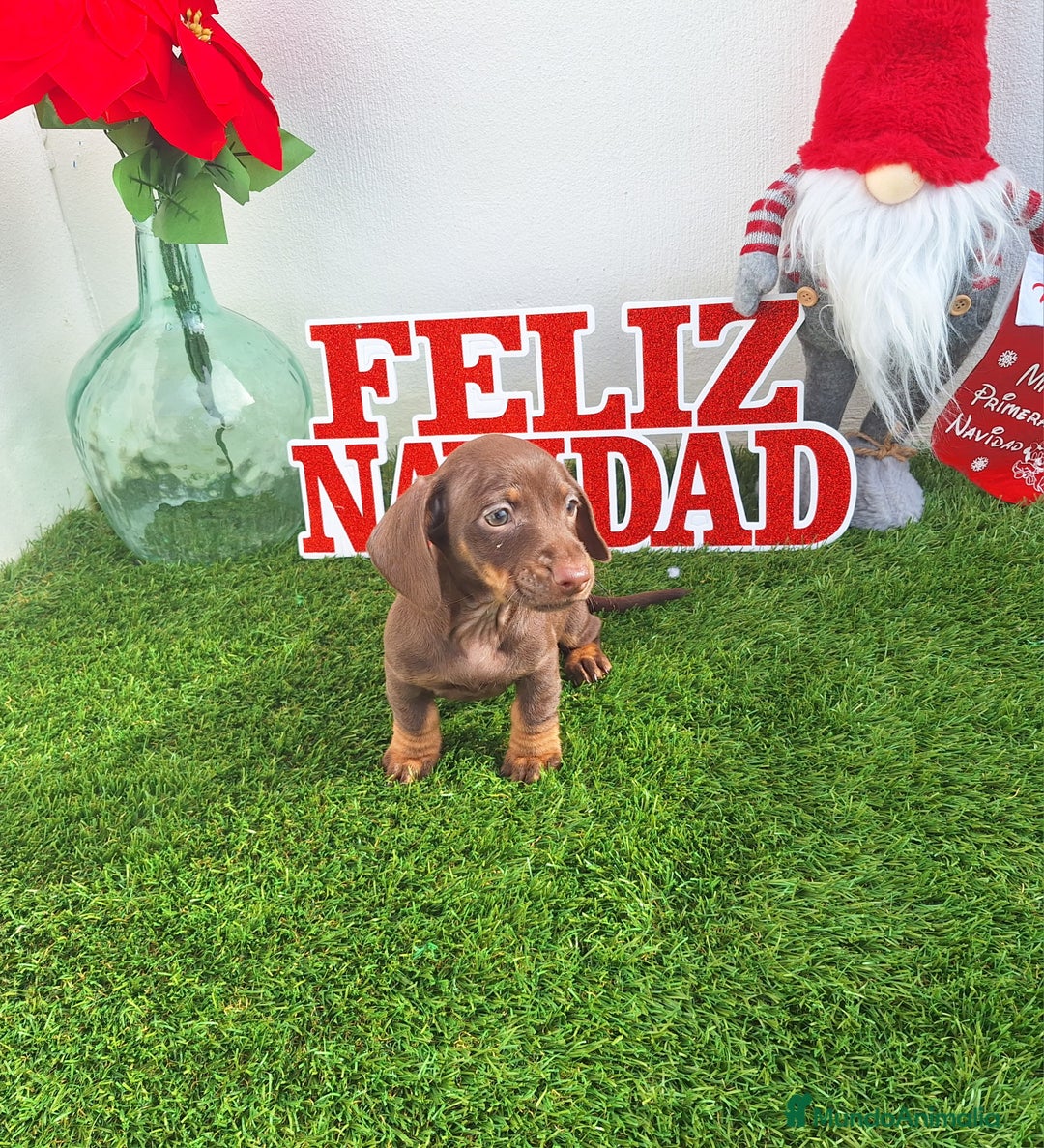 Teckel Miniatura perros en venta: TECKEL MINIATURA & KANNINCHEN  - Anuncio 2