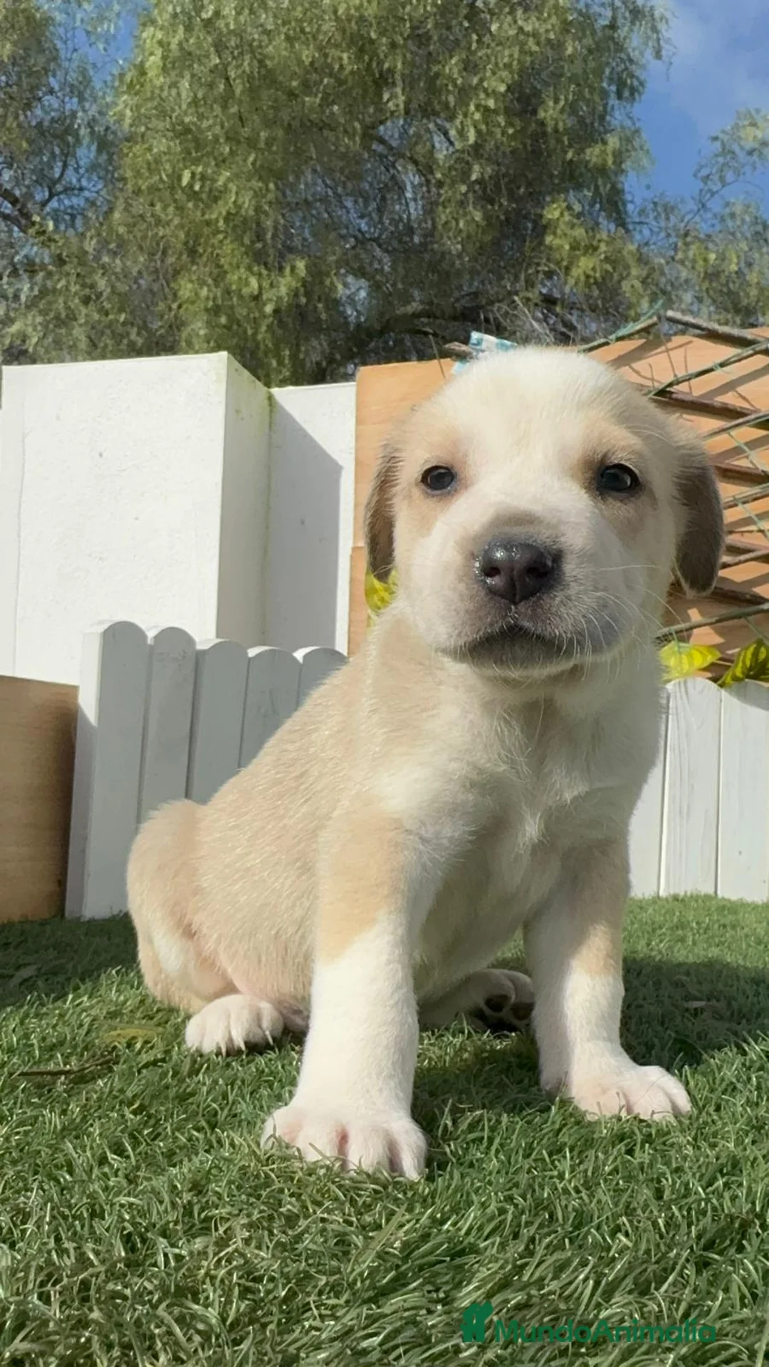 Mastín Español perros en venta: MASTIN ESPAÑOL - Anuncio 1