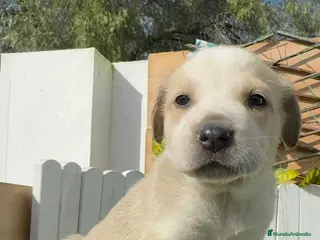 Mastín Español perros MASTIN ESPAÑOL - Anuncio 4