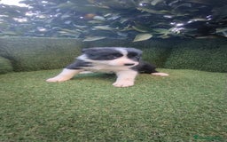 Border Collie perros en venta: border collie blue merle y blancos y negros  - Anuncio 16