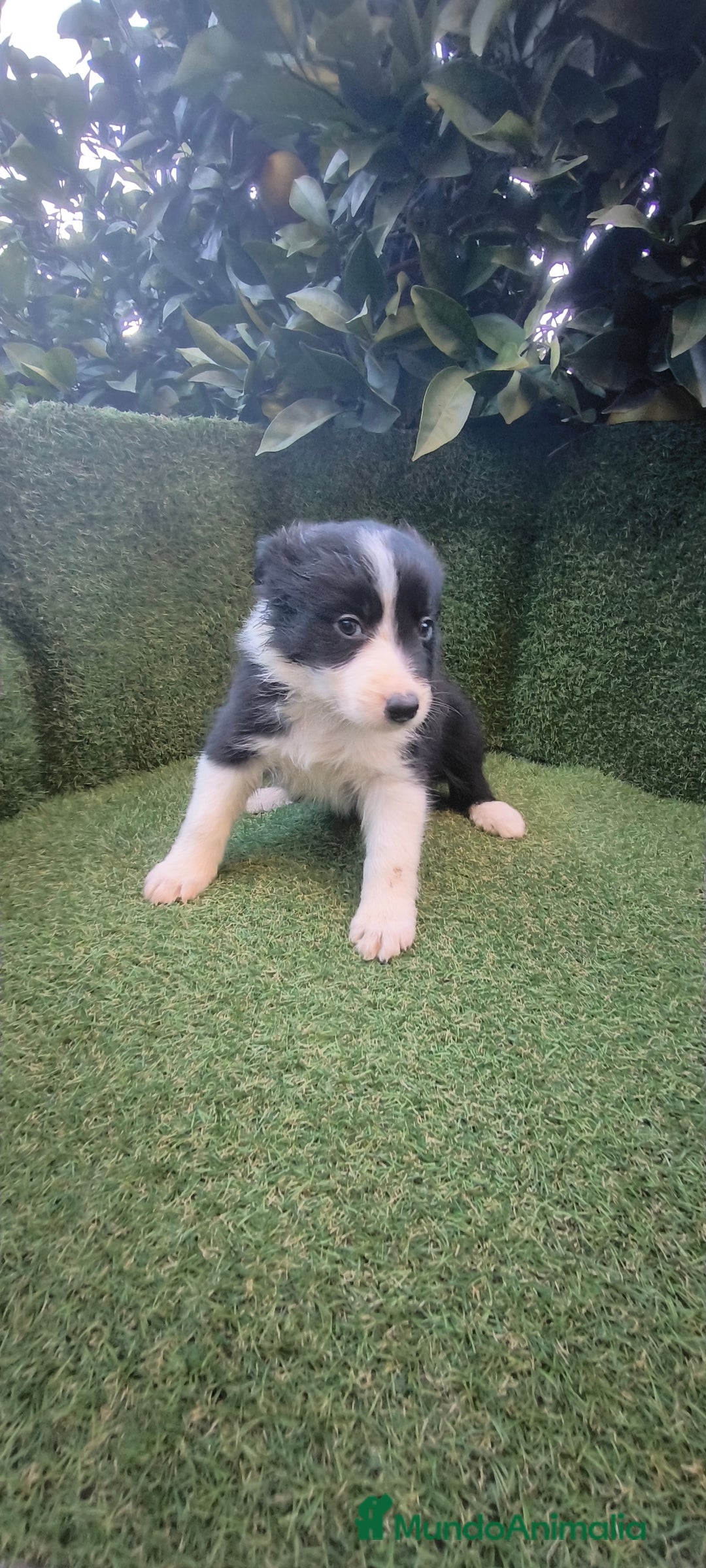 Border Collie perros en venta: border collie blue merle y blancos y negros  - Anuncio 16