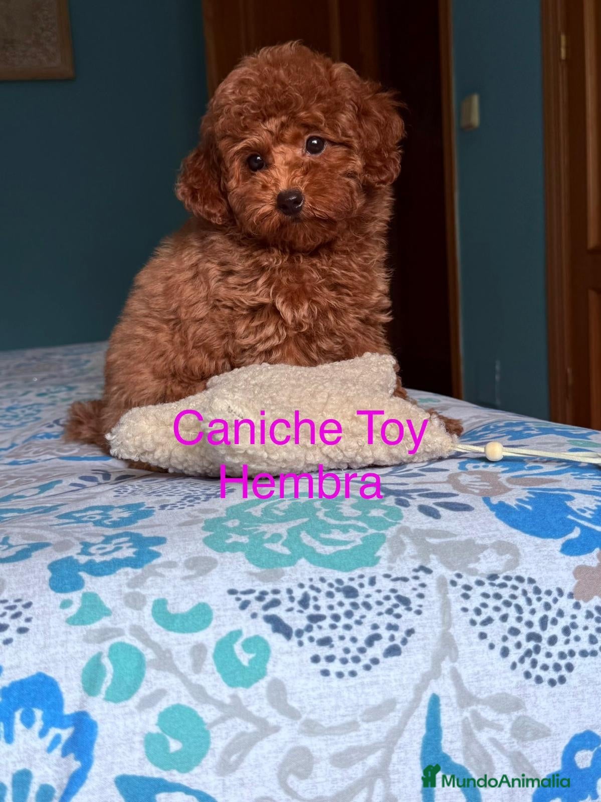 Caniche Toy perros Caniche toy hembra disponible preciosa!!! - Anuncio 1