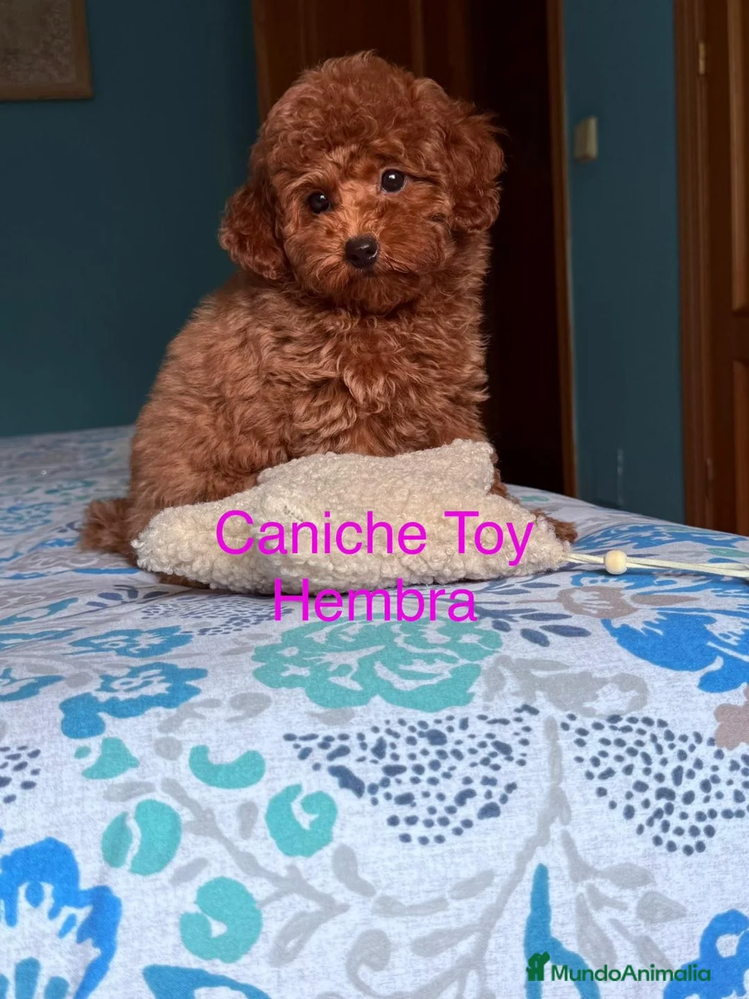 Caniche Toy perros en venta: Caniche toy hembra disponible preciosa!!! - Anuncio 1