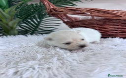 Pomerania perros en venta: POMERANIA HEMBRA - Imagen 5