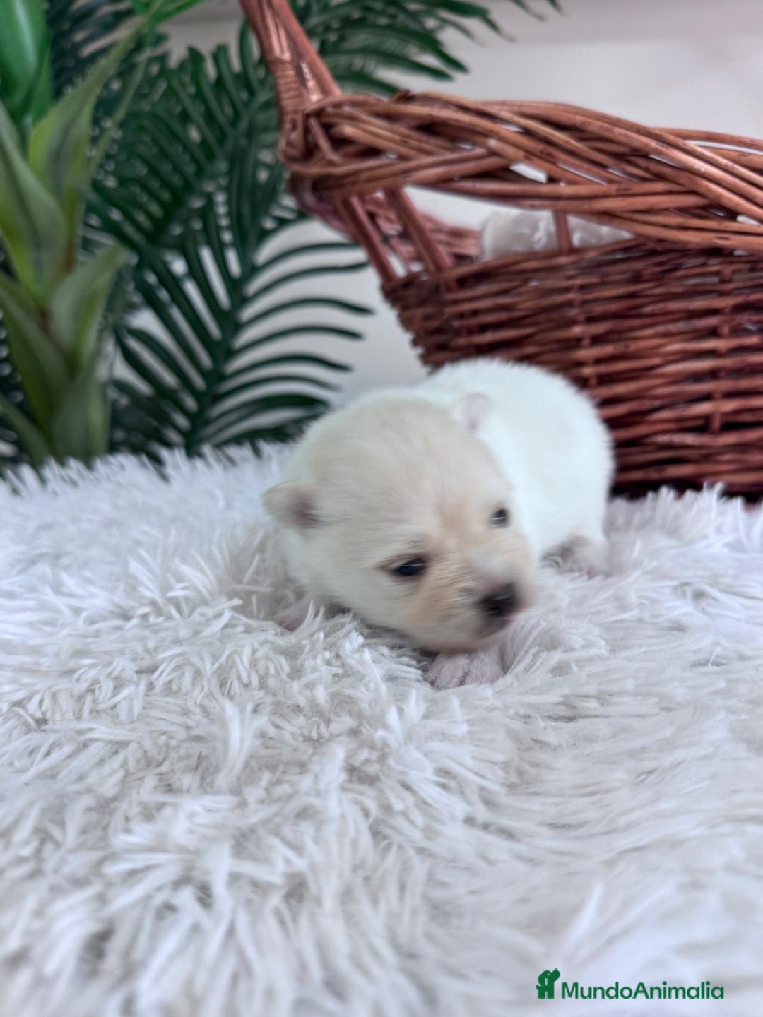 Pomerania perros en venta: POMERANIA HEMBRA - Imagen 5