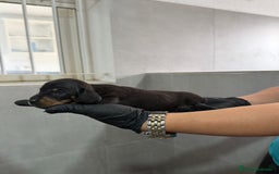 Teckel Miniatura perros en venta: camada de teckel - Imagen 2