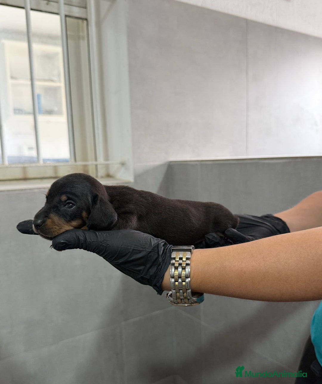 Teckel Miniatura perros en venta: camada de teckel - Imagen 2