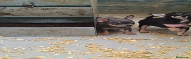 Chihuahua 2