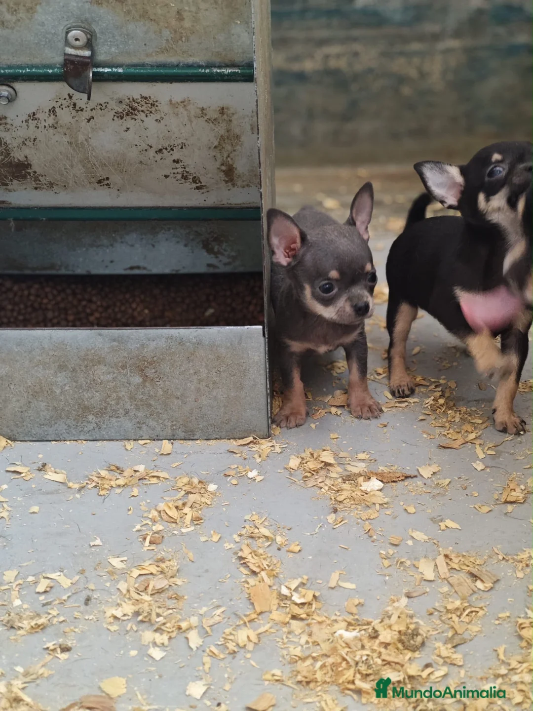 Chihuahua perros en venta: Cachorros Chihuahua - Anuncio 4