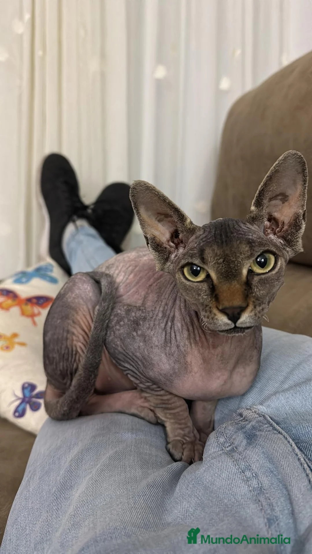 Mau Egipcio gatos para monta: Gata egipcia - Anuncio 2