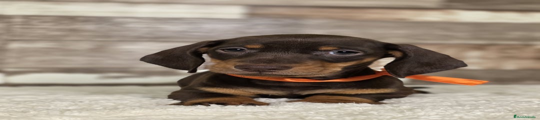 Teckel Miniatura Cachorro 3