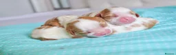 Cavalier King Charles Spaniel perros en venta: cachorros calidad compañia macho y hembra - Anuncio 3