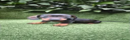 Teckel Miniatura perros en venta: teckel miniatura varios colores  - Anuncio 11