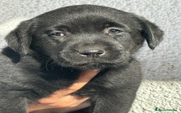 Labrador Retriever perros en venta: LABRADORES RETRIEVER - Imagen 7