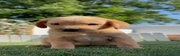 Labrador Retriever perros en venta: LABRADOR RETRIEVER  - Anuncio 10