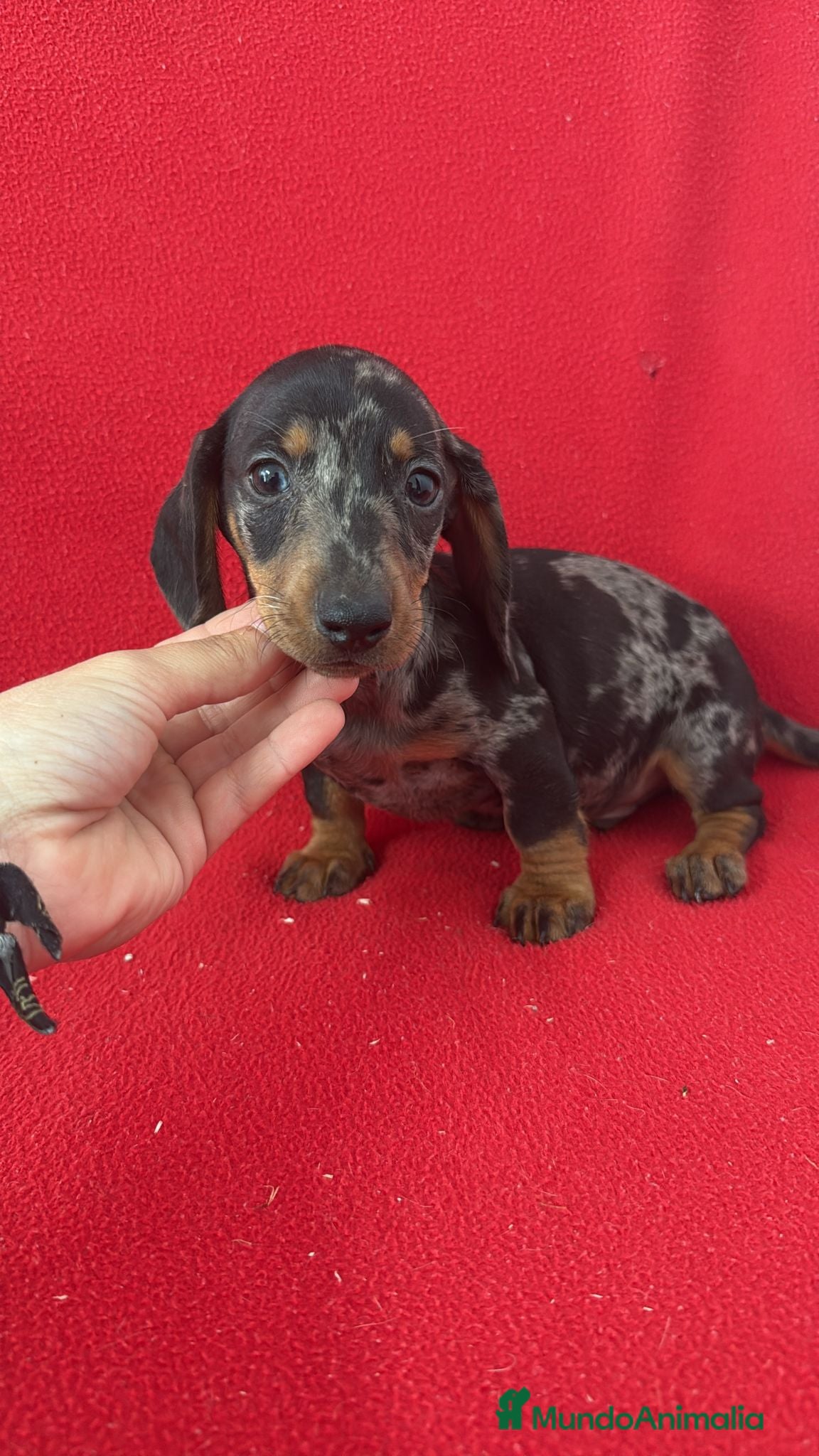 Teckel Miniatura perros Teckel Mini Arlequin  - Anuncio 1