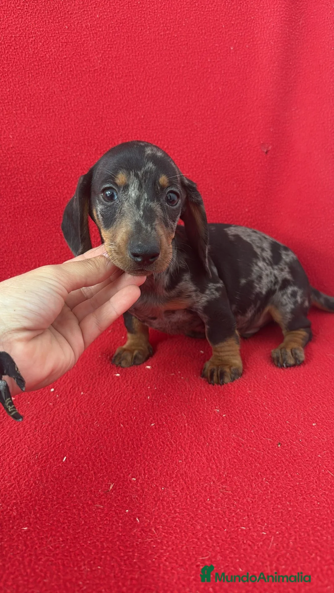 Teckel Miniatura perros en venta: Teckel Mini Arlequin  - Anuncio 1