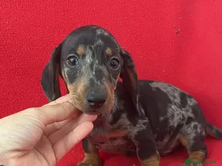 Teckel Miniatura perros Teckel Mini Arlequin - Anuncio 1