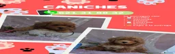 Caniche Enano perros en venta: Caniches toy rojos y apricot  - Anuncio 1