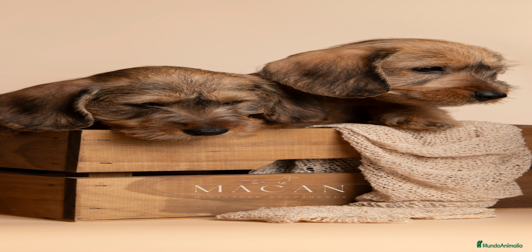 Imagen de galería {{count}}