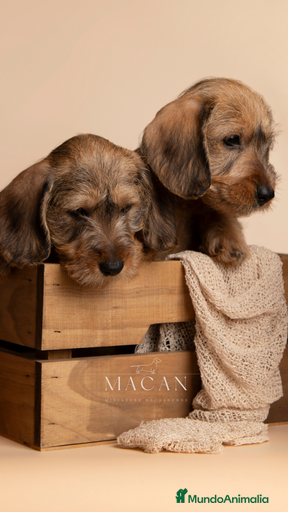 Imagen de galería {{count}}