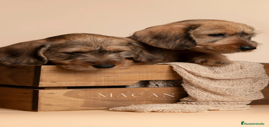 Imagen de galería {{count}}