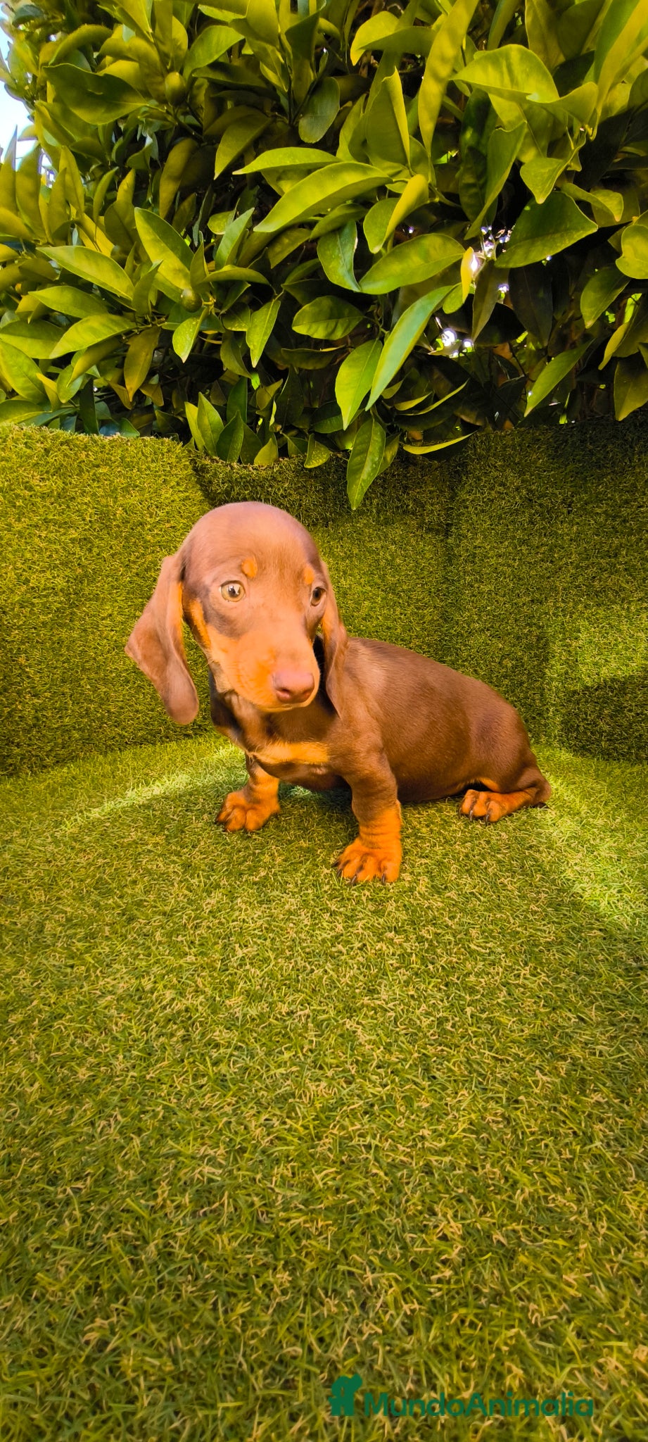 Teckel perros camada teckel arlequín chocolates  - Anuncio 9