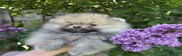 Pomerania perros en venta: Macho osito pomerania  - Anuncio 2