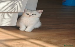 Británico de Pelo Corto gatos en venta: British Silver Chinchilla  - Imagen 3