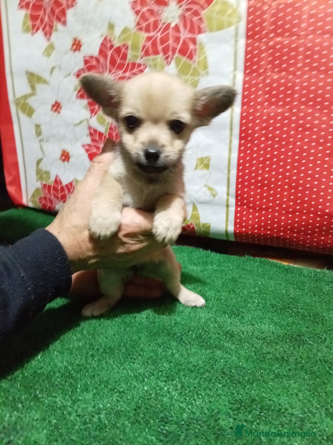 Chihuahua perros en venta: Chihuahua - Anuncio 4