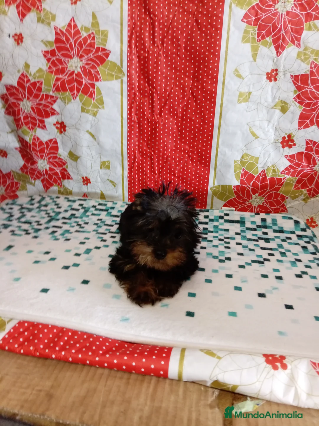 Yorkshire Terrier perros en venta: Yorshire toy  - Anuncio 8