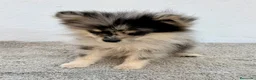 Pomerania perros en venta: Lulu Pomerania tri blue - Anuncio 20