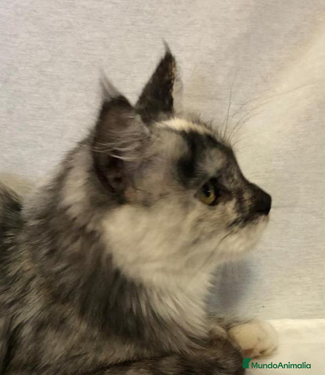 Maine Coon gatos en venta: Maine Coon Hembras - Imagen 2