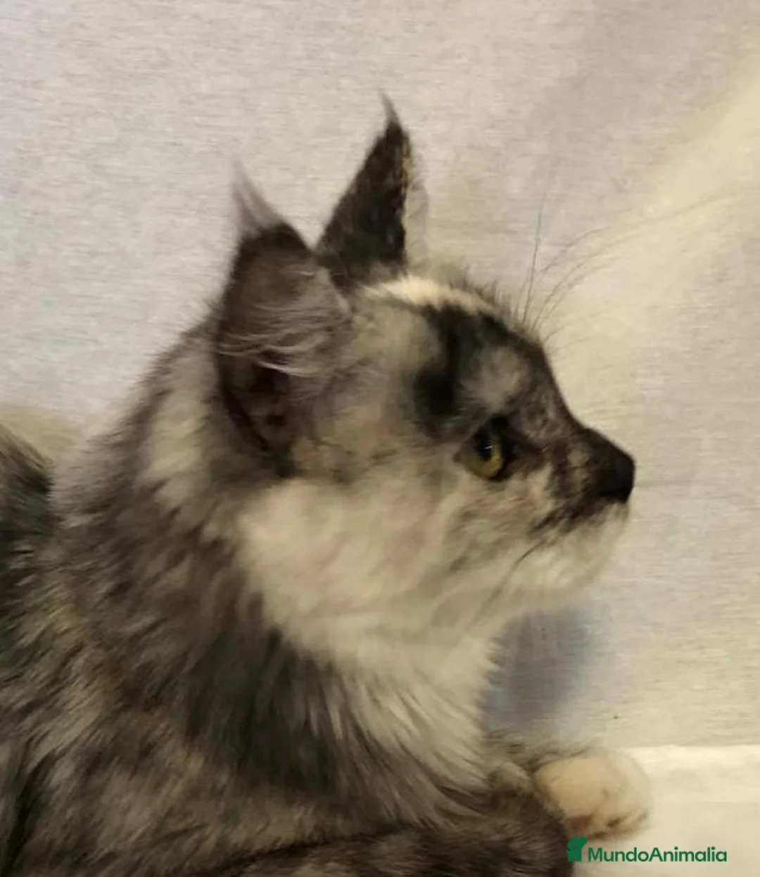 Maine Coon gatos en venta: Maine Coon Hembras - Anuncio 2