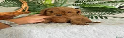 Caniche Toy perros en venta: CANICHE TOY HEMBRA - Anuncio 6
