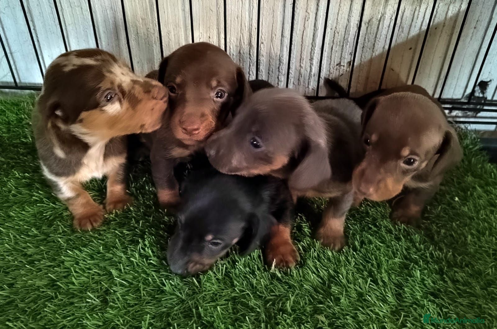 Teckel Miniatura perros Camada de Teckel miniatura - Anuncio 3