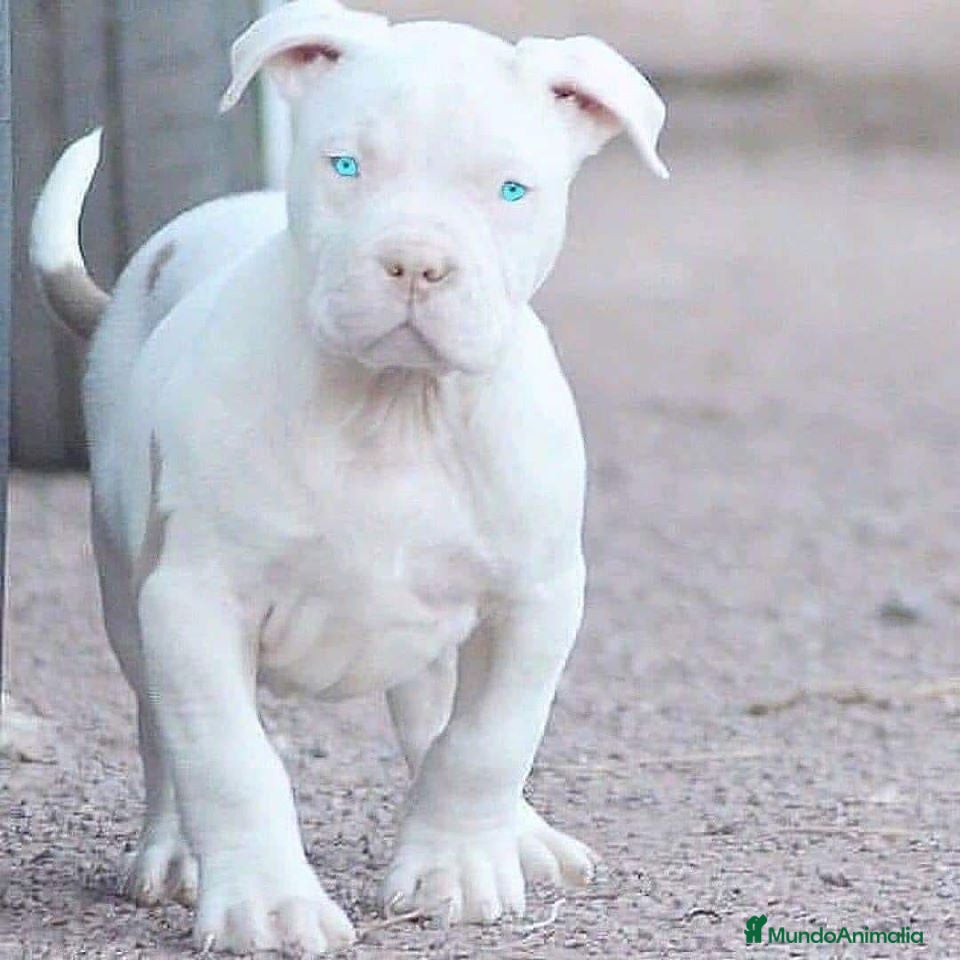 American Pit Bull Terrier perros CRIADORES AMERICAN PITBULL en Sevilla - Anuncio 3