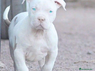 American Pit Bull Terrier perros en Sevilla - Anuncio 23