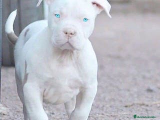 American Pit Bull Terrier perros CRIADORES AMERICAN PITBULL en Sevilla - Anuncio 2