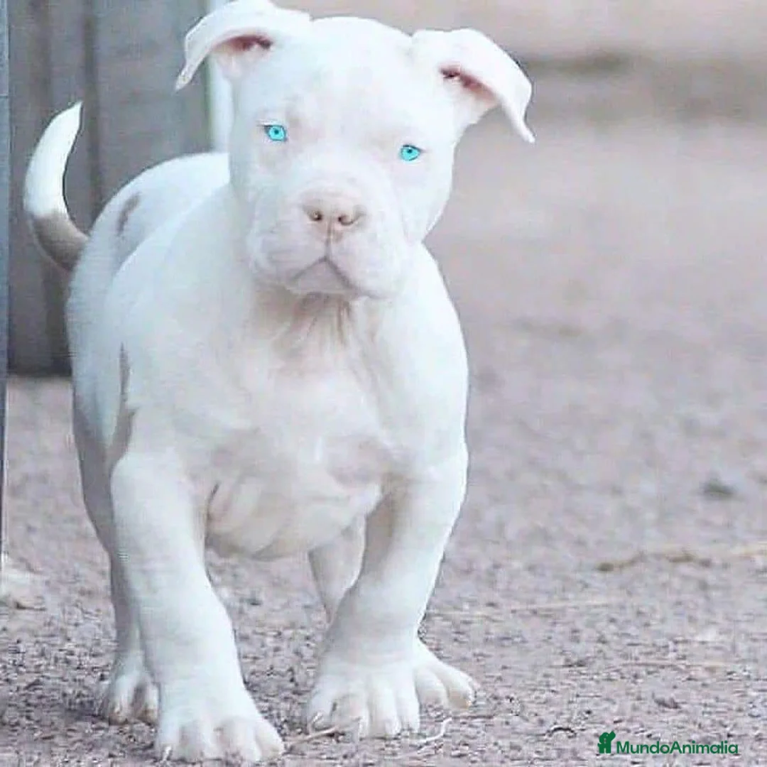 American Pit Bull Terrier perros en venta: CRIADORES AMERICAN PITBULL en Sevilla - Anuncio 1