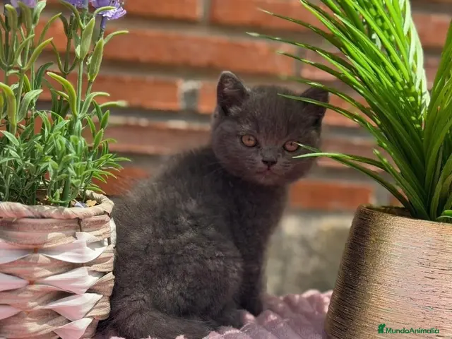 Británico de Pelo Corto gatos en venta: British hembra - Anuncio 1