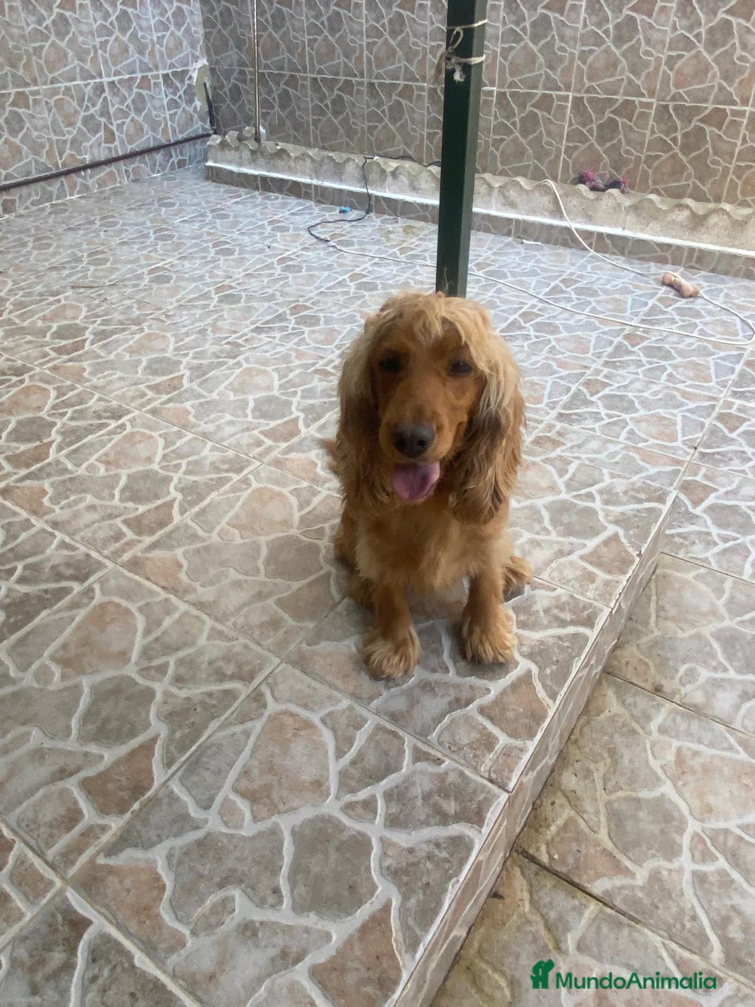 Cocker Spaniel Inglés perros en venta: Cocker spanish ingles americano machos  - Imagen 1