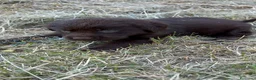 Labrador Retriever perros en venta: Labrador Retriever  - Anuncio 4
