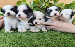 Raza Mixta perros en venta: Mini bordercollie ( borderpom) - Imagen 1