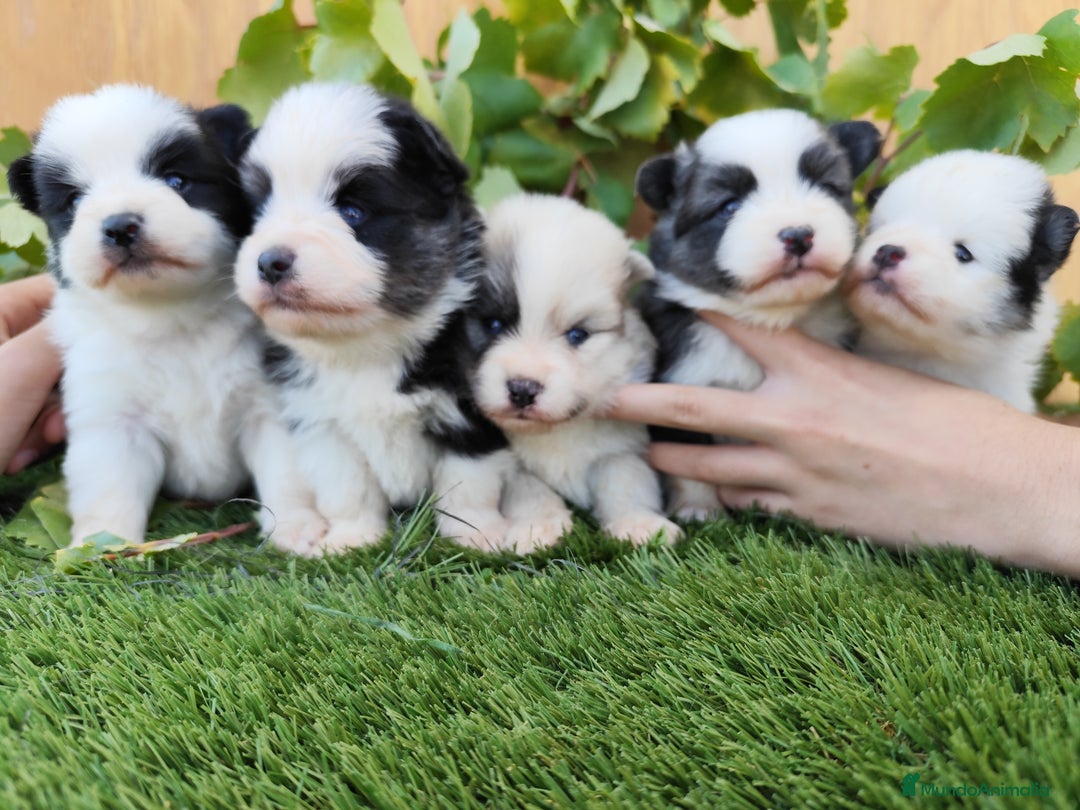 Raza Mixta perros en venta: Mini bordercollie ( borderpom) - Imagen 1