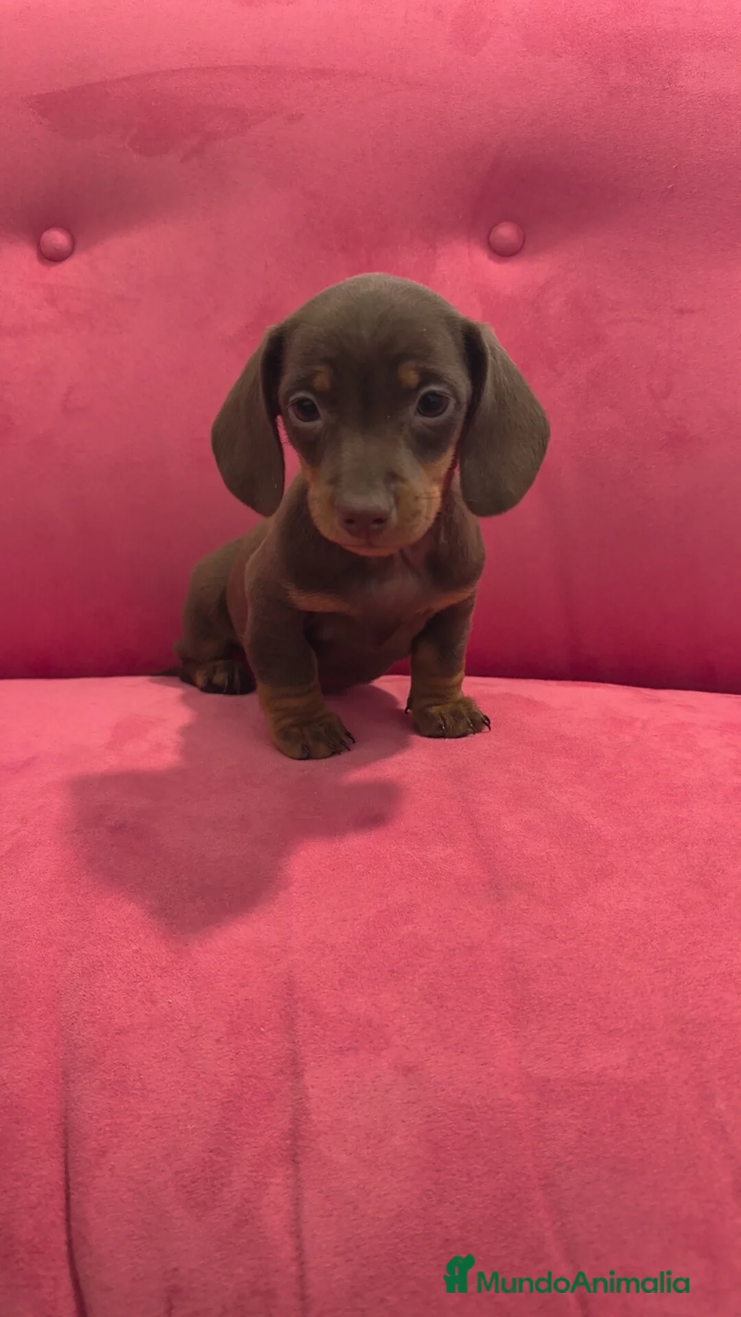 Teckel Miniatura perros en venta: Teckel Chocolate mini ♂️♀️ - Anuncio 5