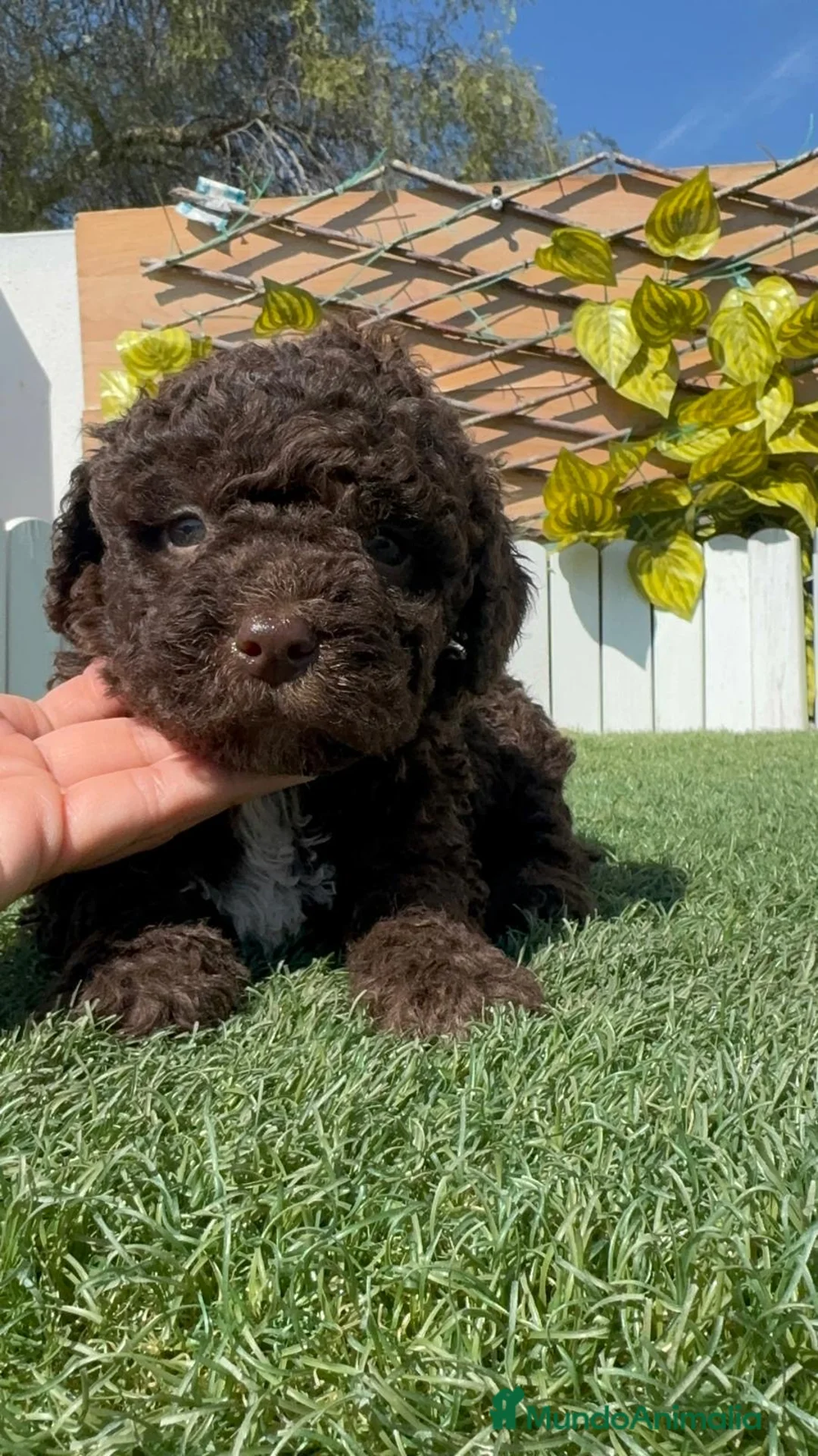 Perro de Agua Español perros en venta: PERRO DE AGUA  - Anuncio 23