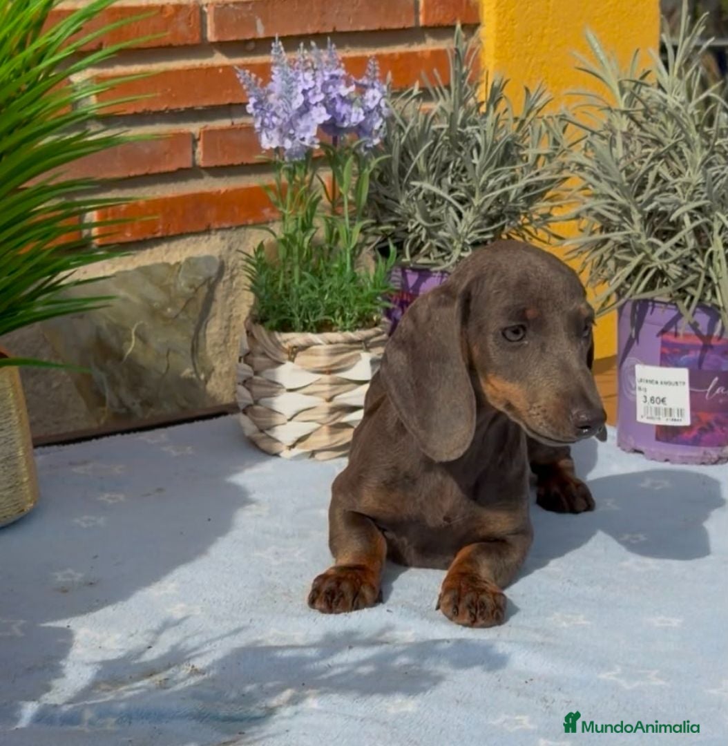Teckel Miniatura perros Excelente camada de teckel mini/kanichen gris - Anuncio 35