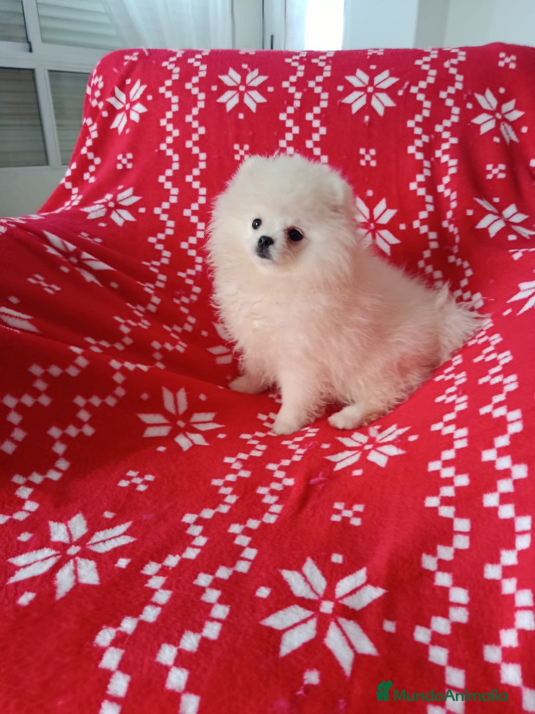 Pomerania perros en venta: Pomerania mini en Valencia  - Anuncio 2